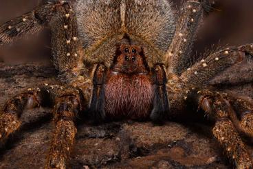 Spinnen und Skorpione kaufen und verkaufen Foto: Biete Phoneutria nigriventer 1.0