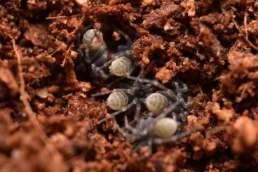 Spinnen und Skorpione kaufen und verkaufen Foto: Biete Liphistius ornatus 