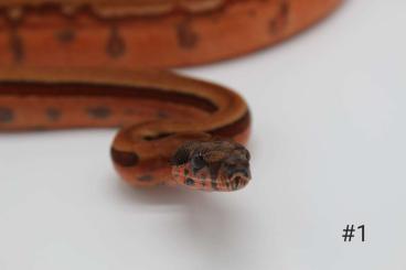 Boas kaufen und verkaufen Foto: 0.1 Hypo Blood super Jungle 66%het Leopard 