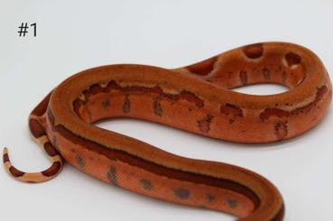 Boas kaufen und verkaufen Foto: 0.1 Hypo pos super Blood super Jungle 66%het Leopard 