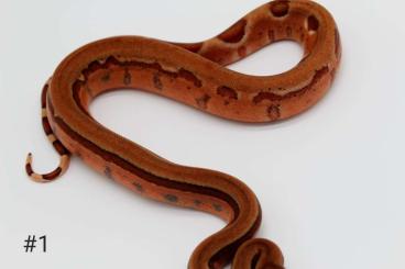 Boas kaufen und verkaufen Foto: 0.1 Hypo Blood super Jungle 66%het Leopard 