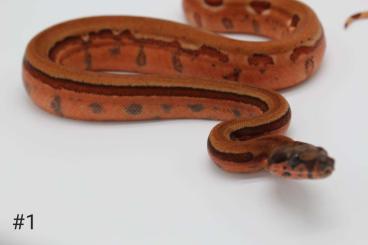 Boas kaufen und verkaufen Photo: 0.1 Boa Imperator Hypo Blood super Jungle 66%het Leopard DNZ 05/24