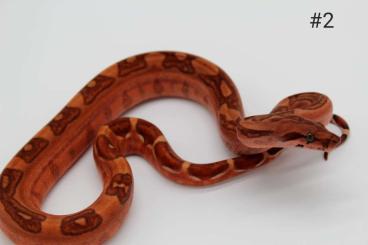 Boas kaufen und verkaufen Photo: 0.1 Boa Imperator Hypo Blood Jungle het 66% Leopard 