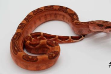 Boas kaufen und verkaufen Foto: 0.1 Boa Imperator Hypo Blood Jungle het 66% Leopard 