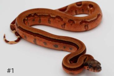 Boas kaufen und verkaufen Foto: 0.1 Boa Imperator Hypo Blood super Jungle het 66% Leopard 