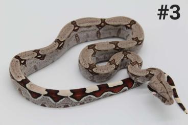 Boas kaufen und verkaufen Foto: 100% reinrassige Guyana Redtail mit Laddertail und abberant 