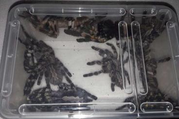 Spiders and Scorpions kaufen und verkaufen Photo: Ich kaufe in Hamm  !!!!!!