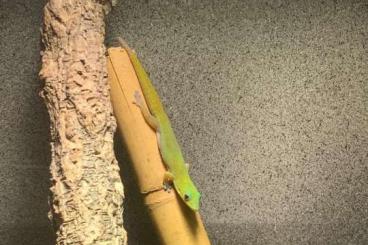 Geckos kaufen und verkaufen Foto: Phelsuma laticauda (Goldstaub-Taggecko)