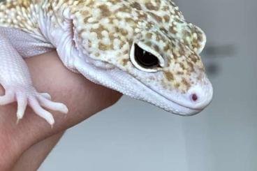 Geckos kaufen und verkaufen Foto: Leopardgeckos 0.5, 1.0 Kärnten