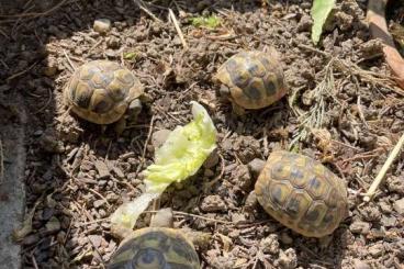 Landschildkröten kaufen und verkaufen Foto: Griechische Landschildkröten NZ 2020 zu verkaufen