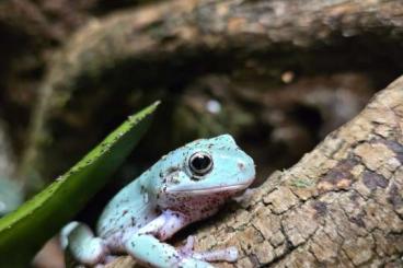 frogs kaufen und verkaufen Photo: 4 Korallenfinger Laubfrösche 