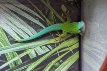 Geckos kaufen und verkaufen Foto: Phelsuma und Lygodactylus für Hamm