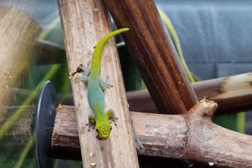 Geckos kaufen und verkaufen Photo: Geckos für Hamm oder Abholung