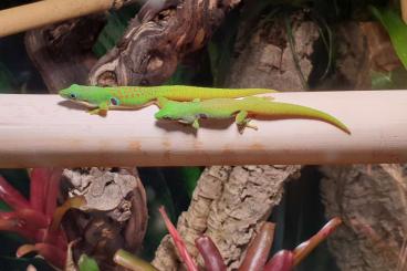 Geckos kaufen und verkaufen Foto: Geckos für Hamm oder Abholung in Calw