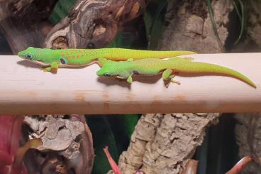 Geckos kaufen und verkaufen Foto: Geckos für Hamm oder Abholung in Calw