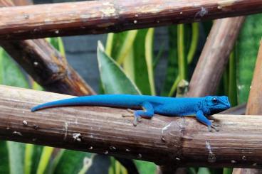 Geckos kaufen und verkaufen Foto: Geckos für Hamm, Hockenheim oder Abholung