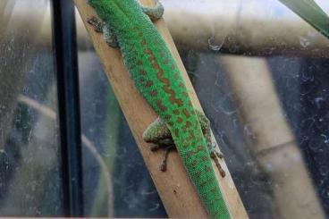 Geckos kaufen und verkaufen Photo: Geckos für Hamm, Hockenheim oder Abholung in Calw