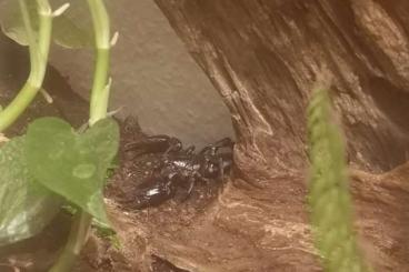 Skorpione kaufen und verkaufen Foto: Skorpion 1.0 Heterometrus laoticus Skorpione kaufen und verkaufen Foto: Skorpion 1.0 Heterometrus laoticus