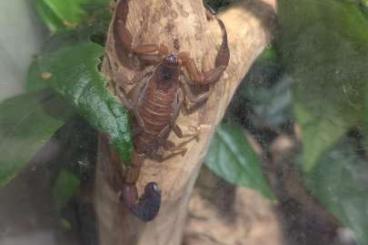 Skorpione kaufen und verkaufen Foto: Heteroctenus junceus (ex. Rhopalurus junceus) Skorpione kaufen und verkaufen Foto: Heteroctenus junceus (ex. Rhopalurus junceus)