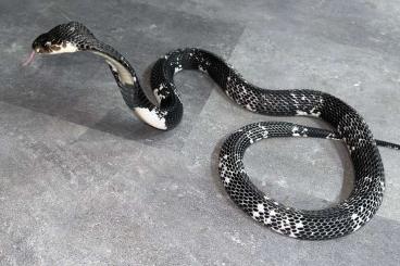 Venomous snakes kaufen und verkaufen Photo: Venomous snakes for Hamm in September!