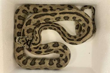 Pythons kaufen und verkaufen Photo: 1.0 Morelia Spilota Dschungel Jaguar Teppichpython 