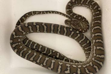 Pythons kaufen und verkaufen Photo: 1.0 Morelia Spilota Imbricata Teppichpython Rarität