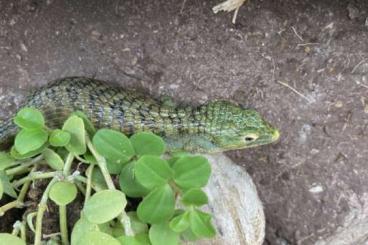 other lizards kaufen und verkaufen Photo: Abronias verschiedene Arten different species