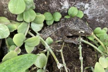 andere Echsen kaufen und verkaufen Foto: Abronias verschiedene Arten different species