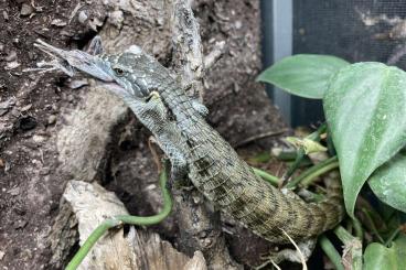 Lizards kaufen und verkaufen Photo: Bestandsauflösung Abronias 