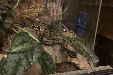 Ball Pythons kaufen und verkaufen Photo: Schönes Königspython Weibchen Python regius NZ 20