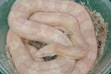 Snakes kaufen und verkaufen Photo: 1.1 Konnattern abzugeben 