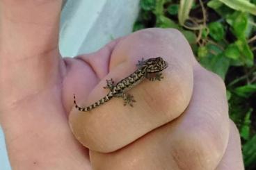 Geckos kaufen und verkaufen Foto: Jungferngecko - Lepidodactylus lugubris