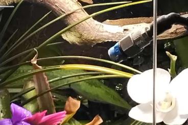 Geckos kaufen und verkaufen Photo: Jungferngecko - Lepidodactylus lugubris Geckos kaufen und verkaufen Photo: Jungferngecko - Lepidodactylus lugubris