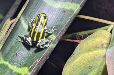 Poison dart frogs kaufen und verkaufen Photo: Ranitomeya lamasi Contamana "Missing black", Pfeilgiftfrosch 