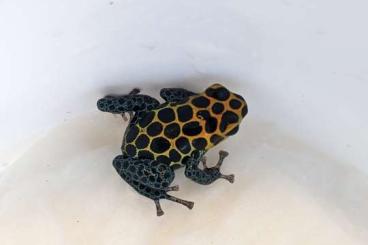 Poison dart frogs kaufen und verkaufen Photo: Hamm!!! Ranitomeya imitator Tarapoto