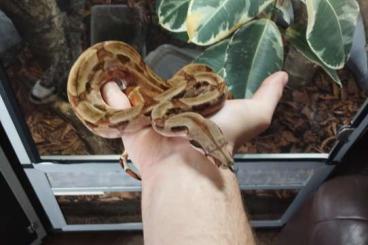 Boas kaufen und verkaufen Photo: Boa Constrictor Imperator Boas kaufen und verkaufen Photo: Boa Constrictor Imperator