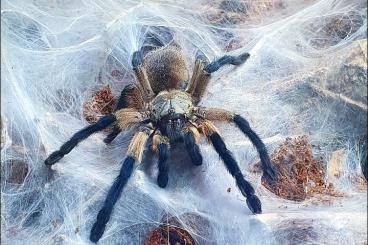 - bird spiders kaufen und verkaufen Photo: Monocentropus balfouri mit Terrarium