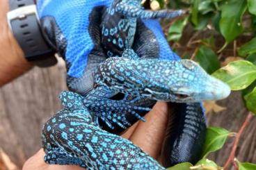 Warane kaufen und verkaufen Foto: Blue Tree monitors (Varanus macraei)