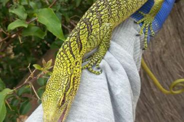 Lizards kaufen und verkaufen Photo: Varanus macraei and V. reisingeri for Hamm September