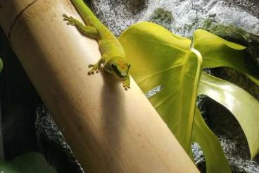 Geckos kaufen und verkaufen Photo: Phelsuma Grandis Jungtier