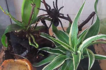 - bird spiders kaufen und verkaufen Photo: Biete Grammostola Pulchra unbestimmt
