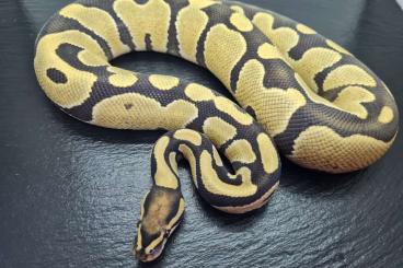 Ball Pythons kaufen und verkaufen Photo: Königspython - Python regius