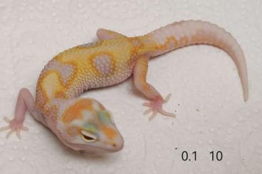 Geckos kaufen und verkaufen Foto: Leopardgecko 0.1 NZ 2024 Bold WYTA etc