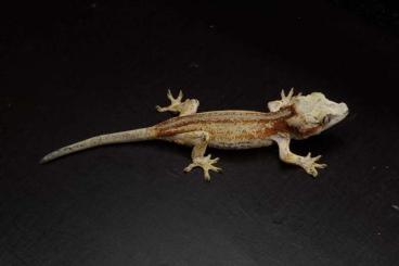 Geckos kaufen und verkaufen Foto: high quality - GARGOYLE GECKOS (Rhacodactylus auriculatus)