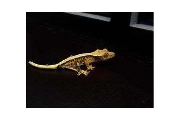 Geckos kaufen und verkaufen Foto: Nice quality CREDSTED GECKOS (Correlophus ciliatus) 