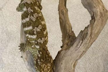 Geckos kaufen und verkaufen Photo: 0.2 Rhacodactylus Leachianus Pine Island Geckos kaufen und verkaufen Photo: 0.2 Rhacodactylus Leachianus Pine Island