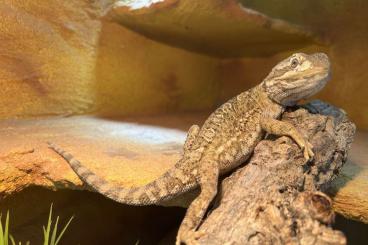 Echsen  kaufen und verkaufen Foto: 0.1 Pogona henrylawsoni - abzugeben 