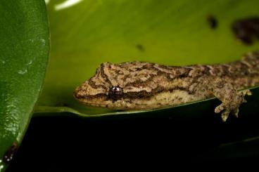 Geckos kaufen und verkaufen Foto: Jungferngecko - Lepidodactylus lugubris