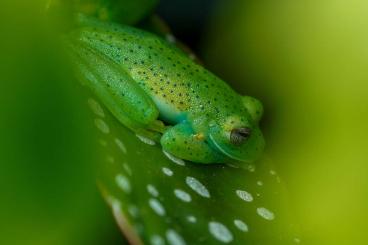 frogs kaufen und verkaufen Photo: Glasfrosch Espadarana Prosoblepon / Emerald Glass Frog