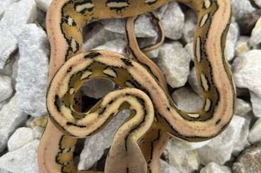 Snakes kaufen und verkaufen Photo: Malayopython Reticulatus CB 25 Snakes kaufen und verkaufen Photo: Malayopython Reticulatus CB 25